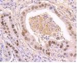 Phospho-TP53 (Ser392) Recombinant Rabbit Monoclonal Antibody