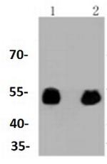 Phospho-TP53 (Ser392) Antibody in Western Blot (WB)