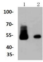 DES Antibody in Western Blot (WB)