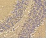 CALM1 Antibody in Immunohistochemistry (Paraffin) (IHC (P))