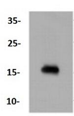 CALM1 Antibody in Western Blot (WB)