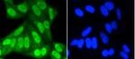 SUMO1 Recombinant Rabbit Monoclonal Antibody