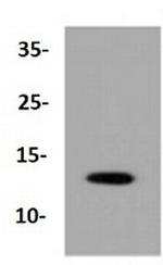 SUMO1 Antibody in Western Blot (WB)