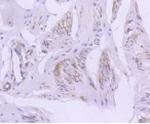 CAV2 Antibody in Immunohistochemistry (Paraffin) (IHC (P))