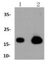 CAV3 Recombinant Rabbit Monoclonal Antibody