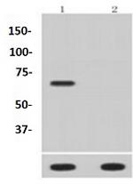 Phospho-EIF2AK2 (Thr446) Antibody in Western Blot (WB)