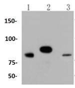 STAT3 Antibody in Western Blot (WB)