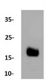DNAJC15 Antibody in Western Blot (WB)