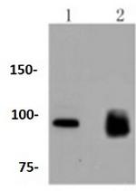 KIF23 Antibody in Western Blot (WB)