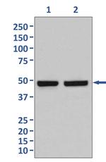 HAPLN1 Antibody in Western Blot (WB)