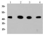 GSK3B Antibody in Western Blot (WB)