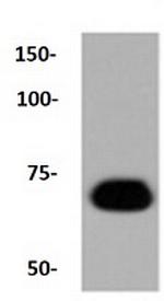 CALD1 Antibody in Western Blot (WB)