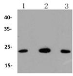 BAK1 Antibody in Western Blot (WB)