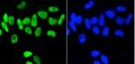 Phospho-NFE2L2 (Ser40) Recombinant Rabbit Monoclonal Antibody