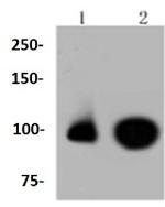 Phospho-NFE2L2 (Ser40) Antibody in Western Blot (WB)