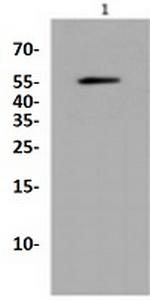 UBB Antibody in Western Blot (WB)