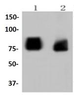 ASH2L Antibody in Western Blot (WB)