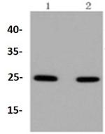 RAB5A Antibody in Western Blot (WB)