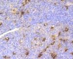 LYZ Antibody in Immunohistochemistry (Paraffin) (IHC (P))