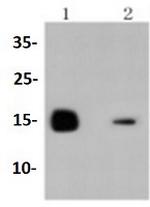 LYZ Antibody in Western Blot (WB)