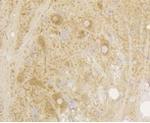 GRM5 Antibody in Immunohistochemistry (Paraffin) (IHC (P))