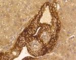 VTN Antibody in Immunohistochemistry (Paraffin) (IHC (P))