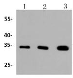 PIM1 Antibody in Western Blot (WB)