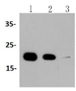 PPIB Recombinant Rabbit Monoclonal Antibody