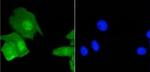 H3-3A Recombinant Rabbit Monoclonal Antibody