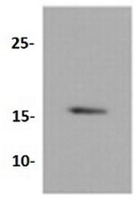 H3-3A Antibody in Western Blot (WB)