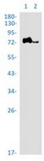 PIAS1/2 Recombinant Rabbit Monoclonal Antibody