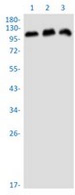 ZNF217 Recombinant Rabbit Monoclonal Antibody