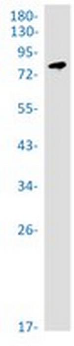 XRCC1 Antibody in Western Blot (WB)