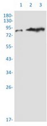 XRCC1 Recombinant Rabbit Monoclonal Antibody