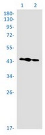 WWOX Recombinant Rabbit Monoclonal Antibody