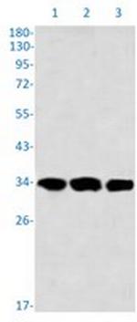USF1 Recombinant Rabbit Monoclonal Antibody