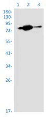 CRTC2 Recombinant Rabbit Monoclonal Antibody