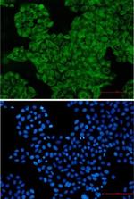 SNX1 Recombinant Rabbit Monoclonal Antibody
