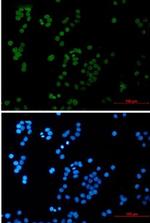 UIMC1 Recombinant Rabbit Monoclonal Antibody