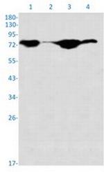 UIMC1 Antibody in Western Blot (WB)