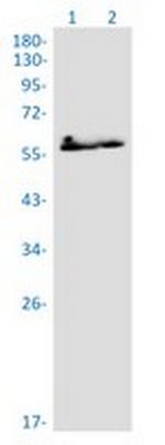 PRPF4 Recombinant Rabbit Monoclonal Antibody