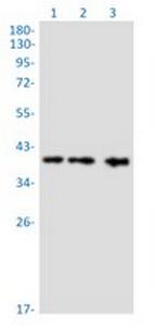 AKT1S1 Recombinant Rabbit Monoclonal Antibody