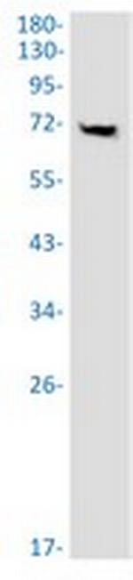 PREPL Antibody in Western Blot (WB)