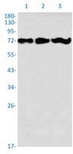 PREPL Antibody in Western Blot (WB)