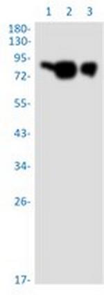 PVR Antibody in Western Blot (WB)