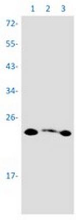 PMF1 Recombinant Rabbit Monoclonal Antibody