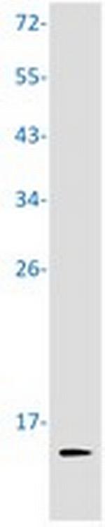PF4 Antibody in Western Blot (WB)
