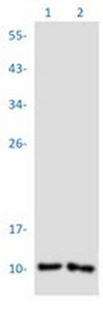 PF4 Recombinant Rabbit Monoclonal Antibody