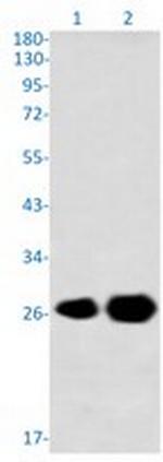 PRDX3 Antibody in Western Blot (WB)