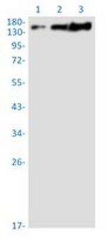 PELP1 Recombinant Rabbit Monoclonal Antibody